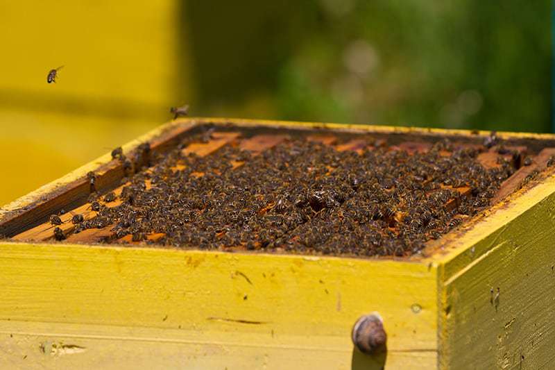 Czym zajmuje się pszczelarz?