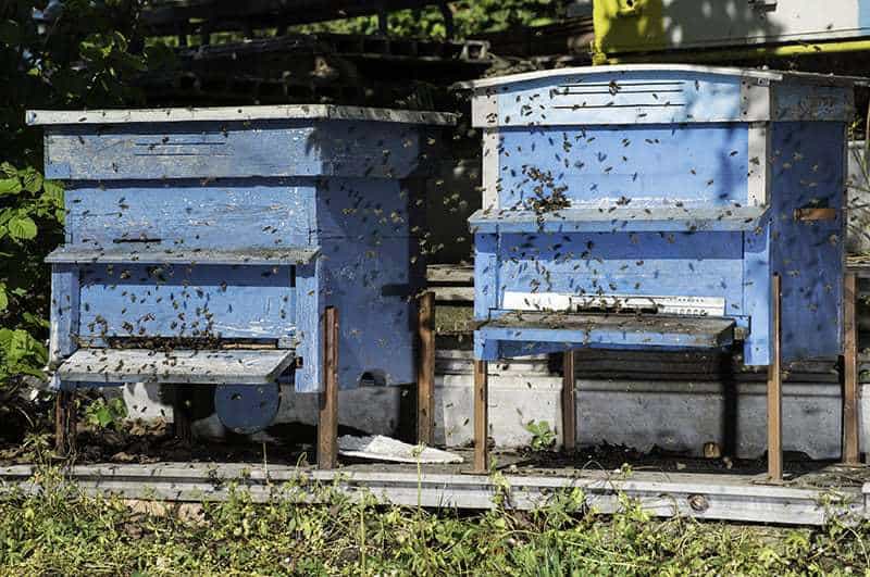 Ile kosztuje założenie pasieki?