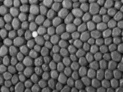 Styropian grafitowy: cena, parametry, klejenie [krok po kroku]