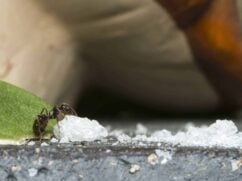 Mrówki w domu: jak je zwalczać krok po kroku [domowe sposoby]