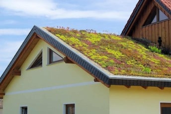 Zielony dach