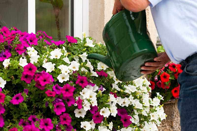 Pachnace Kwiaty Na Balkon 15 Najbardziej Aromatycznych Kwiatow Na Balkon Pachna Od Wiosny Do Jesieni E Ogrody Balkony I Tarasy