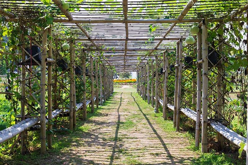 pergola-drewniana
