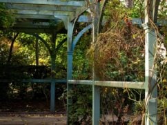 Pergola ogrodowa: rodzaje, wymiary, ceny, budowa [krok po kroku]