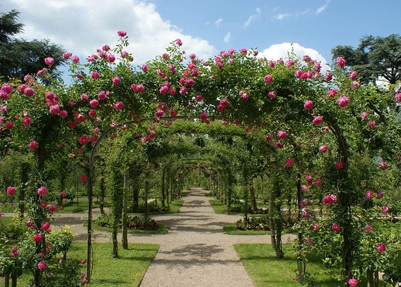 Pergola ogrodowa rodzaje