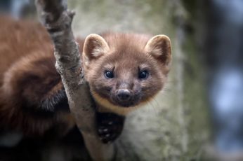 Kuna domowa: skuteczne sposoby na pozbycie się kuny z domu