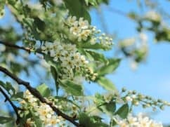 Czeremcha: wymagania, odmiany, właściwości, pielęgnacja