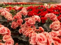 Begonia Dragon: wymagania, pielęgnacja, sadzenie [krok po kroku]