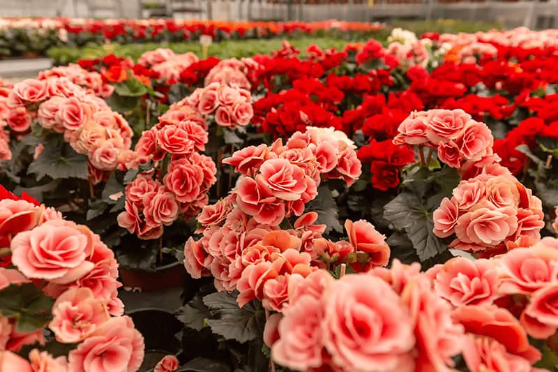 Begonia Dragon Begonia Dragon