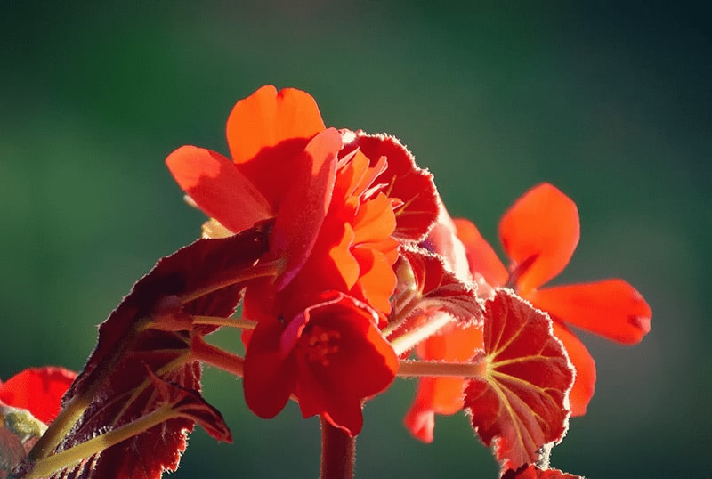 Begonia Dragon Odmiany i kolory begonii Dragon