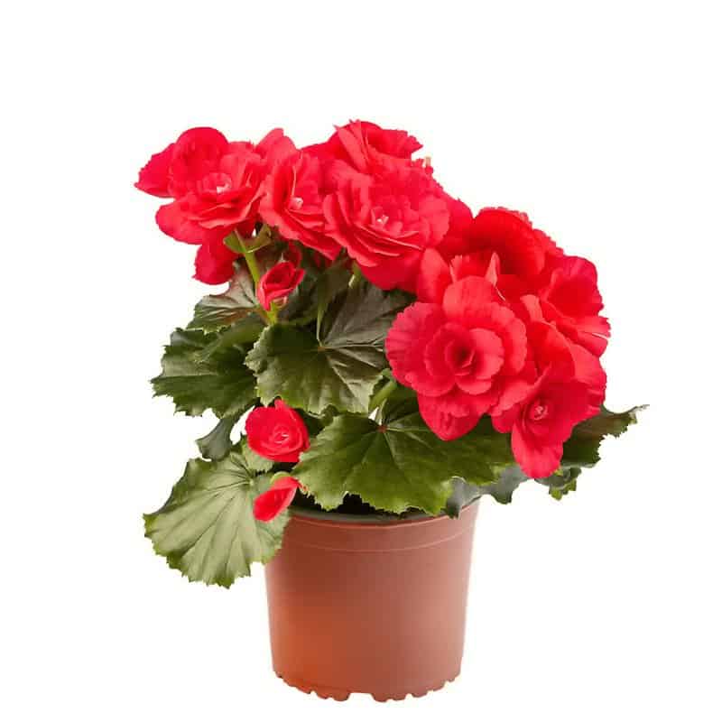 Begonia Dragon Kiedy sadzić begonię Dragon?