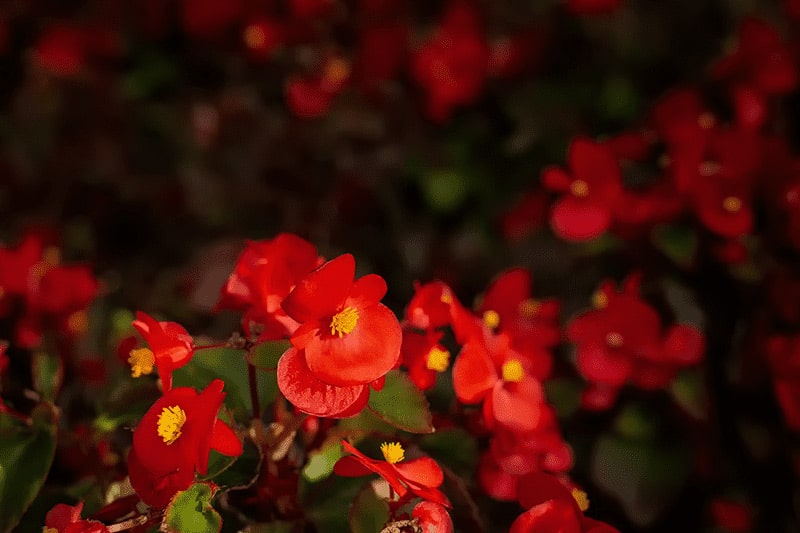 Begonia Dragon Begonia Dragon podlewanie i nawożenie