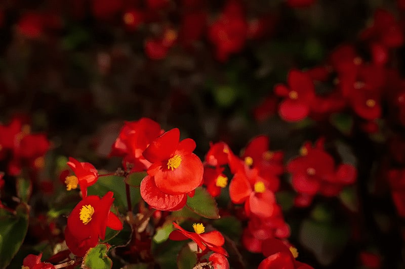 Begonia Dragon podlewanie i nawożenie