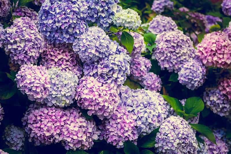 Kolory kwiatów hortensji a pH gleby