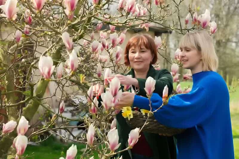 Rozmnażanie magnolii