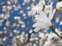 Magnolia: odmiany, wymagania, sadzenie magnolii [krok po kroku]