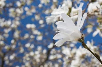 Magnolia