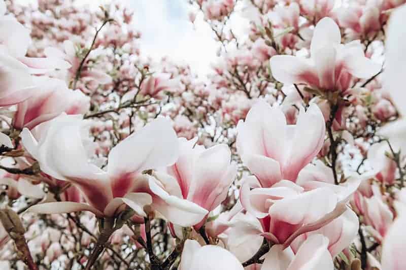 Jak chronić magnolię przed szkodnikami i chorobami?