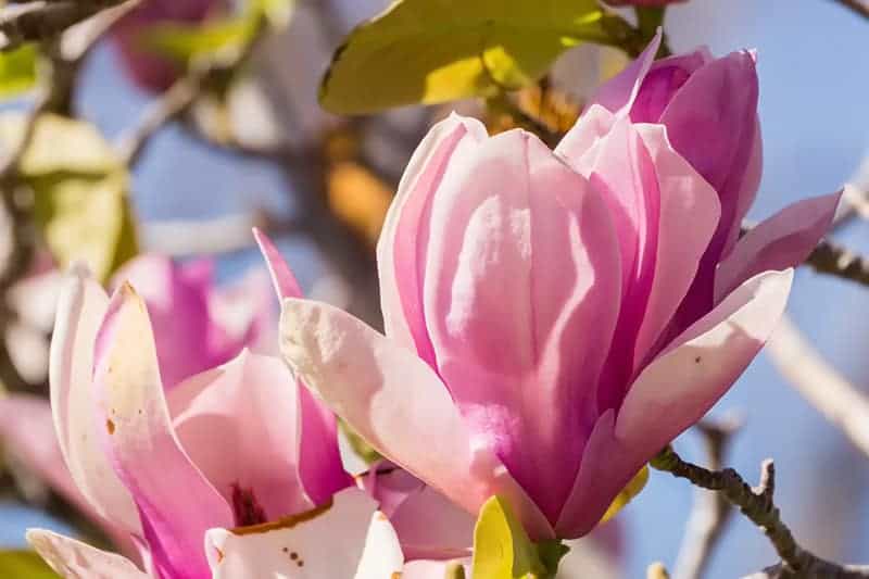 Magnolia w świecie roślin