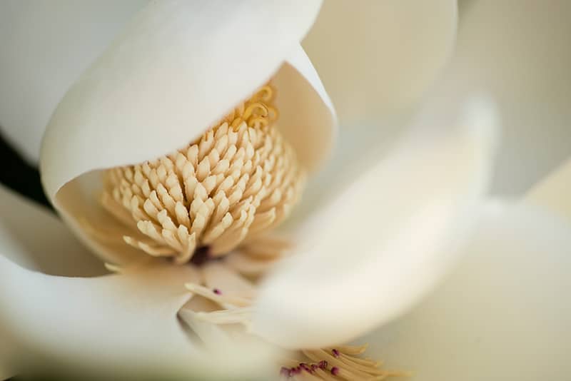 Magnolia cena
