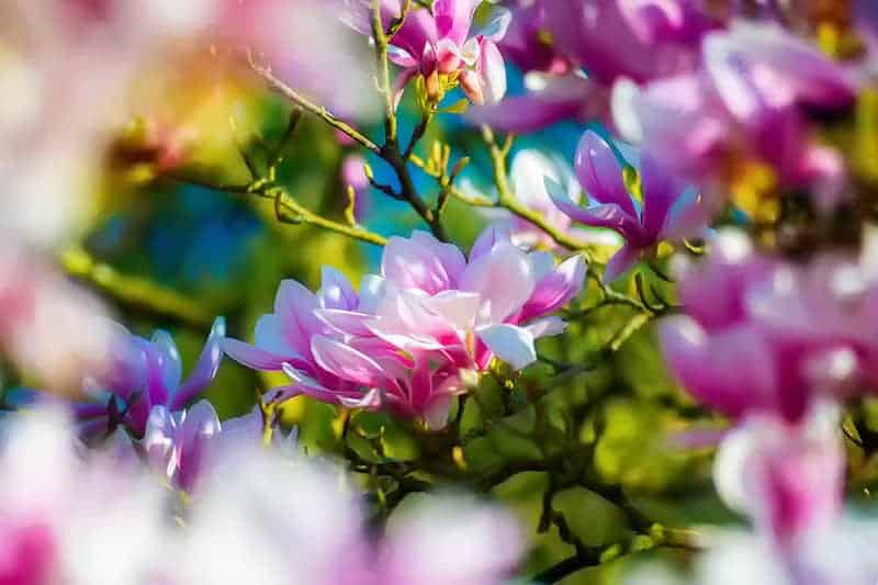 Kolory kwiatów magnolii