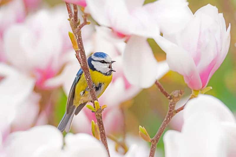 Sadzenie magnolii krok po kroku