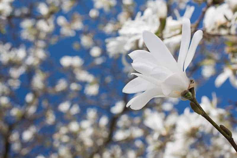Magnolia