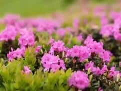 Rododendron: odmiany, pielęgnacja, sadzenie [krok po kroku]