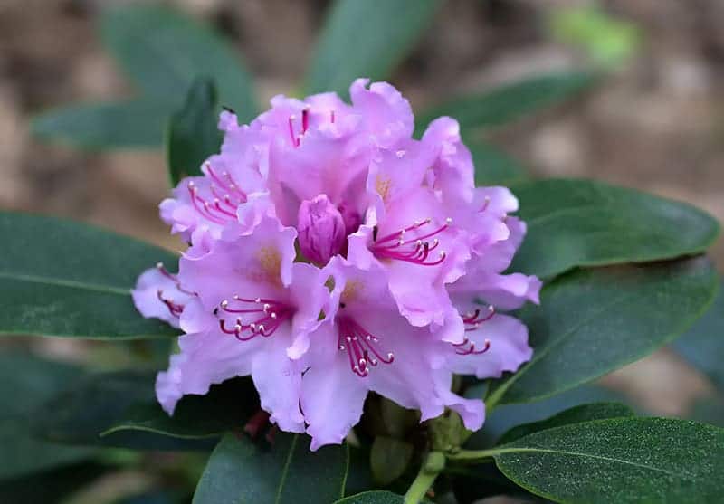 Rododendron Choroby i szkodniki rododendronów