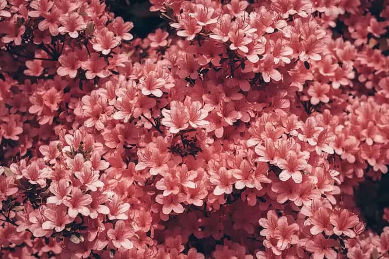 Rododendron Czego unikać podczas sadzenia i hodowli rododendronów?