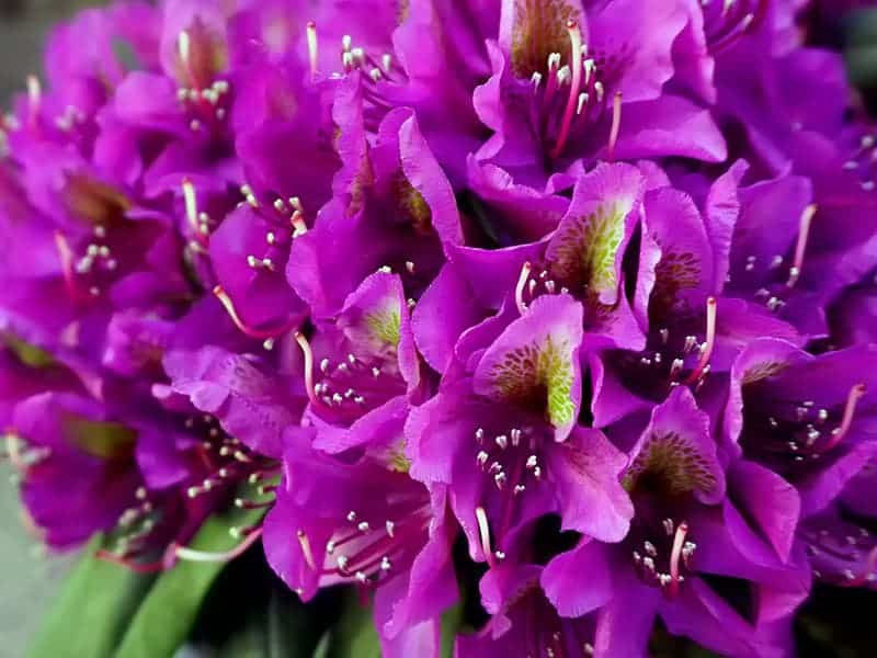 Rododendron Jakie rośliny sadzić z rododendronem?
