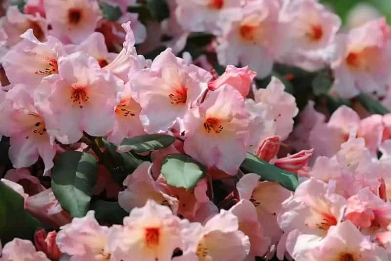 Rododendron Podlewanie, nawożenie, ściółkowanie i przycinanie