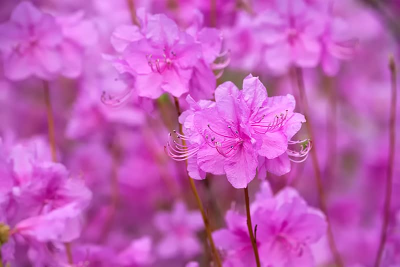 Rododendron Kwiaty u rododendronów