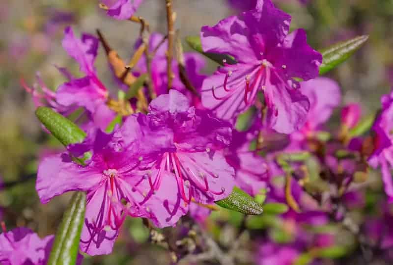 Rododendron Jak zabezpieczyć rododendrony na zimę?