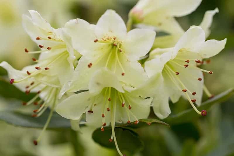 Rododendron Kiedy sadzić rododendrony?