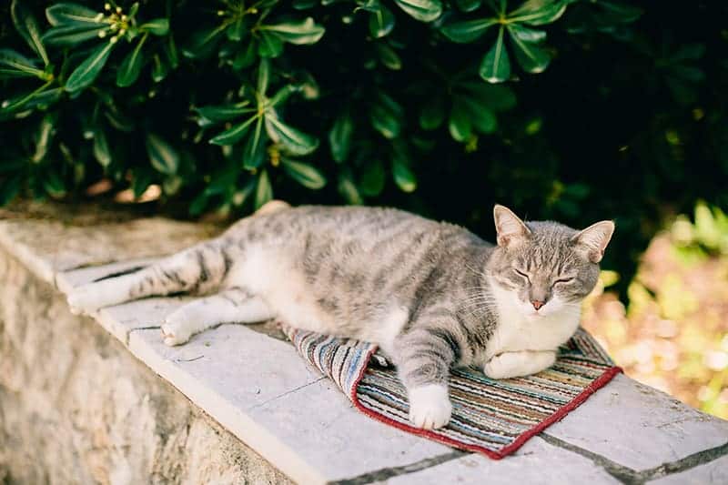 Zwierzęta domowe: woliera dla kota w ogrodzie