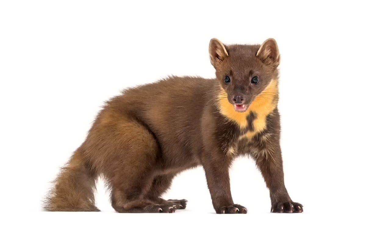 Kuna Kuna leśna