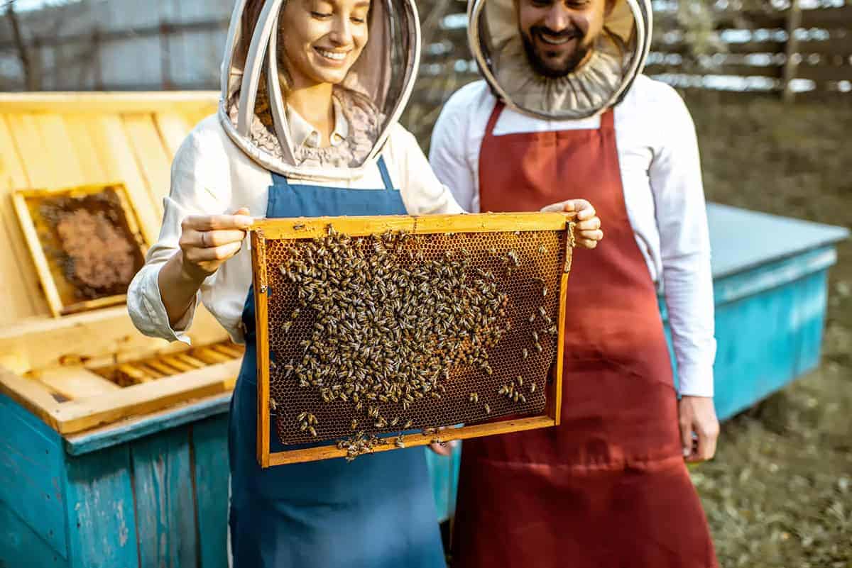 pasieka Pasieka przy domu: ile miodu z ula?