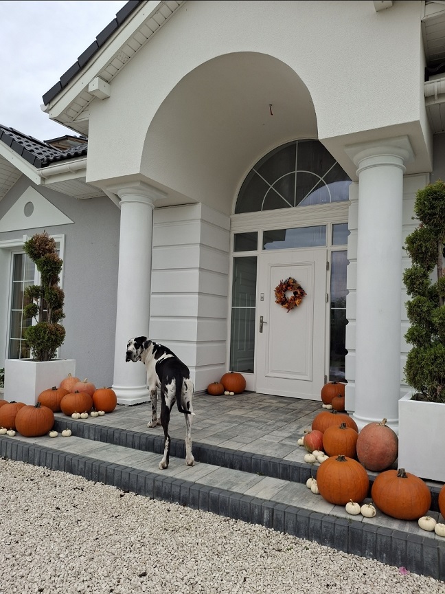 Realizacja domu Willa Parkowa C